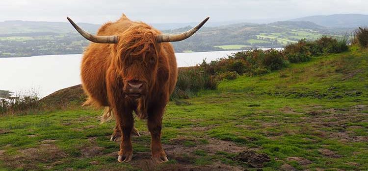 crabbit - eine grimmig schauende Highland Kuh