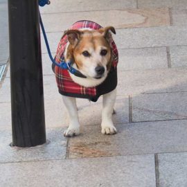 wee - kleiner Hund wartet vor einem Laden
