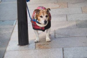 wee - kleiner Hund wartet vor einem Laden