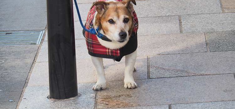 wee wee - kleiner Hund wartet vor einem Laden